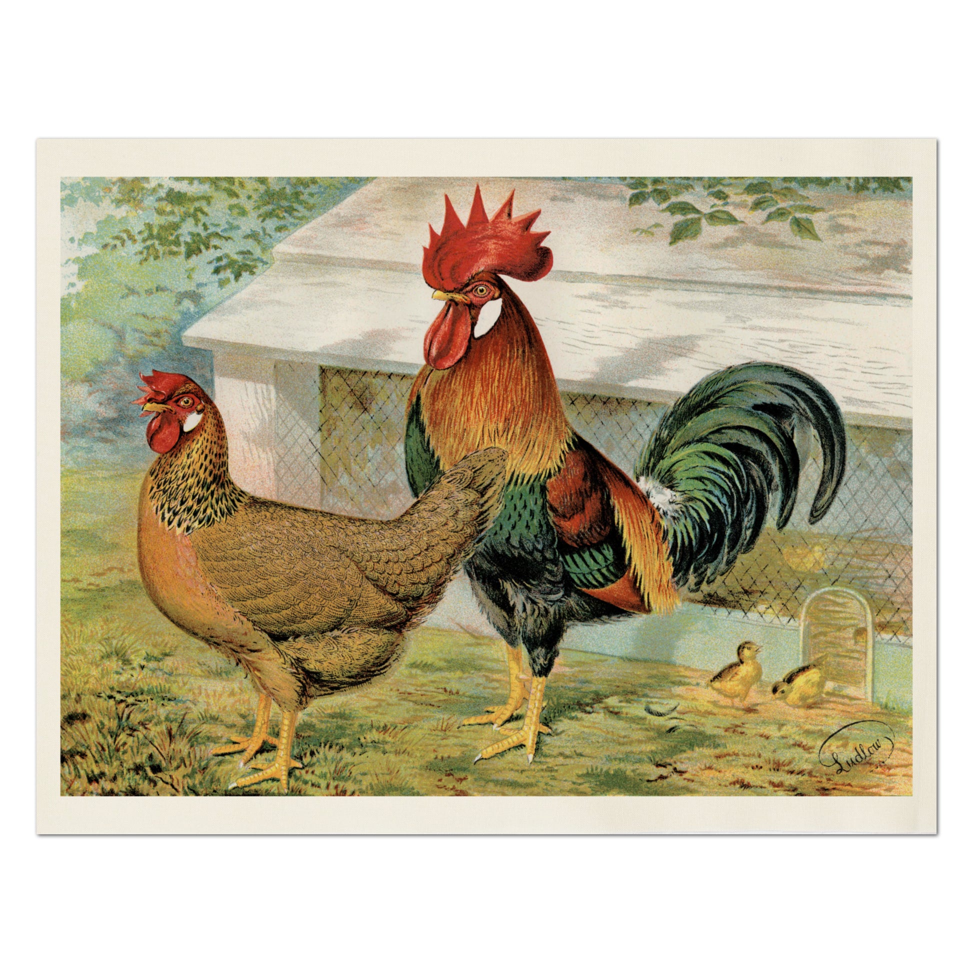 Rooster Fabric, Chicken, Farm, Farmhouse, Home Decor, Quilt, Quilting, Sewing and Crafts